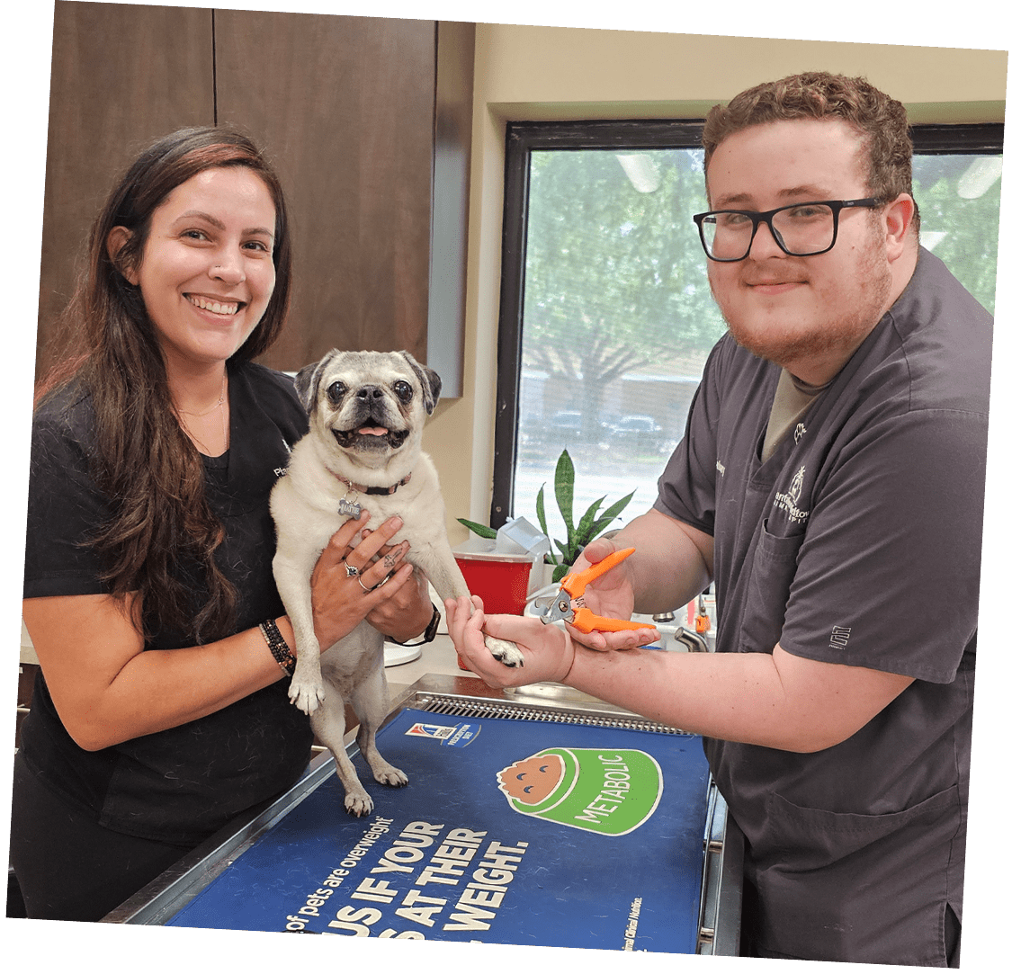 Staff Members Clipping Pugs Nails