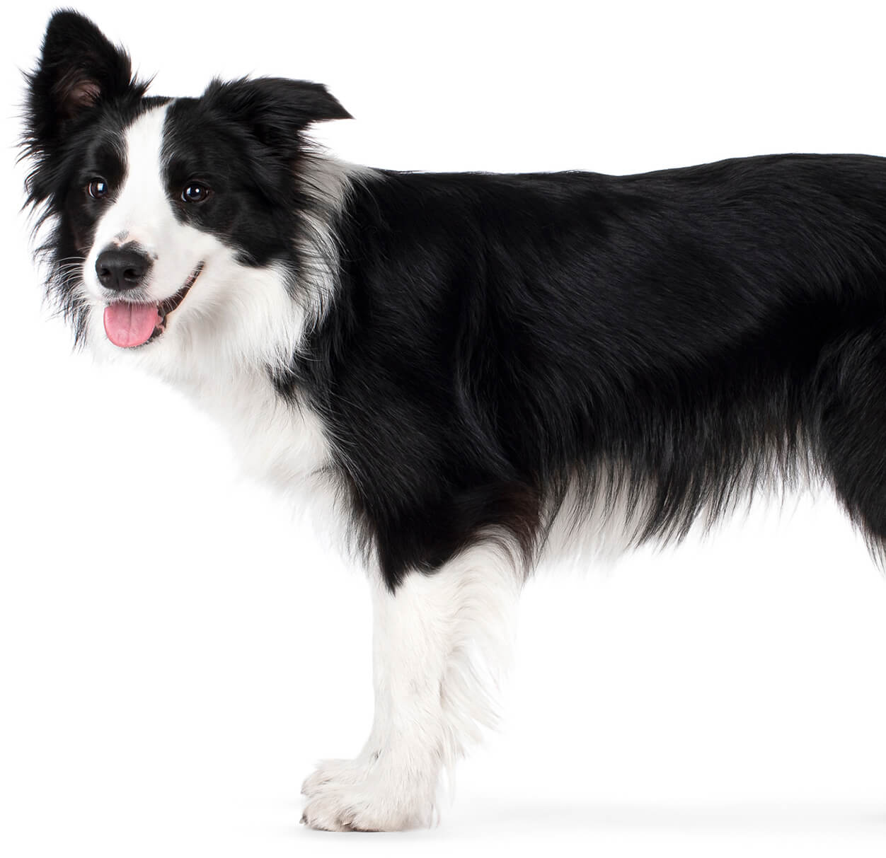 Happy Black White Collie Side Profile