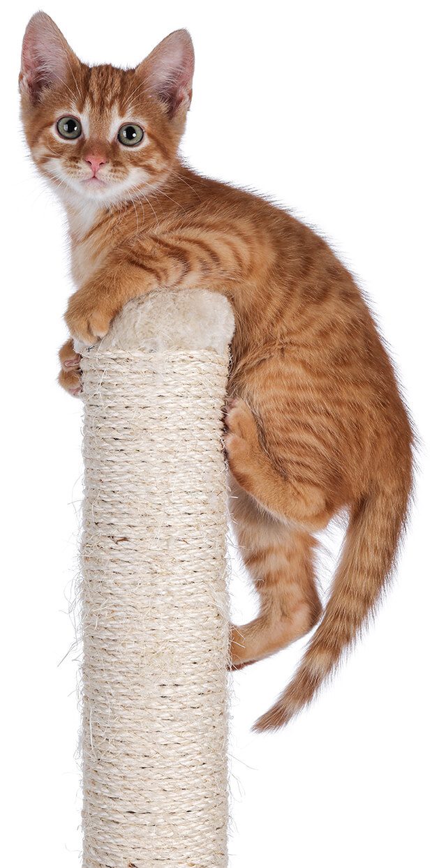 Orange Kitten On Cat Tree