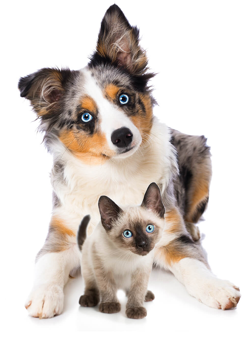 Pet Wellness Care In Plantation Fl