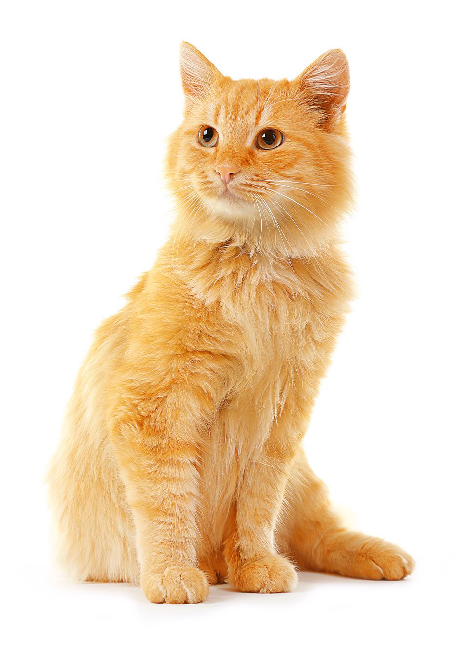 Cat And Dog Acupuncture In Plantation Fl