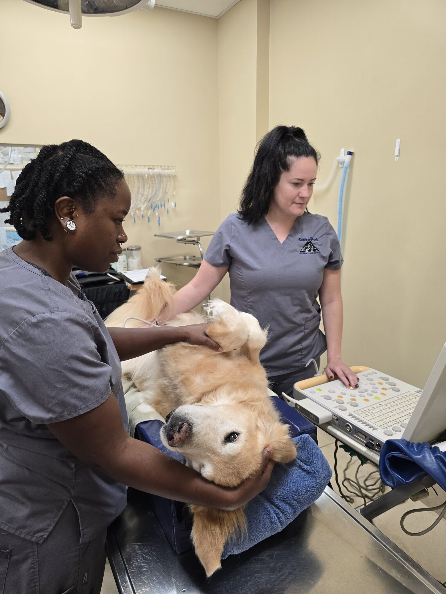 dog-getting-x-ray