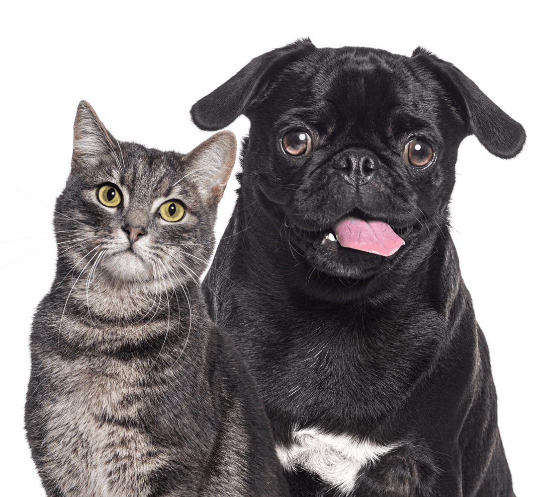 transparent image of gray tabby and black pug sitting together