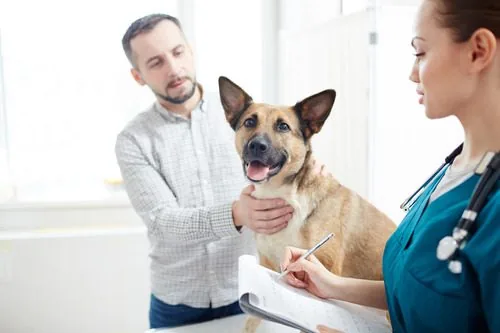 man holding a dog while the vet examines it