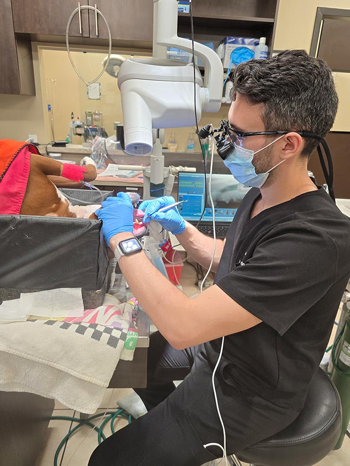 Male Veterinarian Performing Teeth Cleaning On Dog Male Veterinarian Performing Teeth Cleaning On Dog