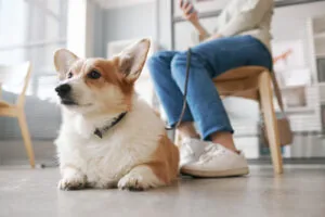corgi-dog-on-a-leash-laying-on-the-floor-of-a-clinic's-waiting-room-near-owner