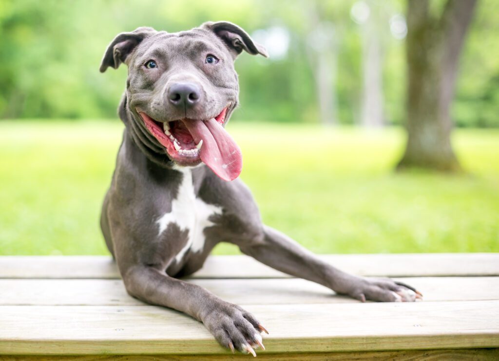 A Happy Blue And White Pit Bull Dog