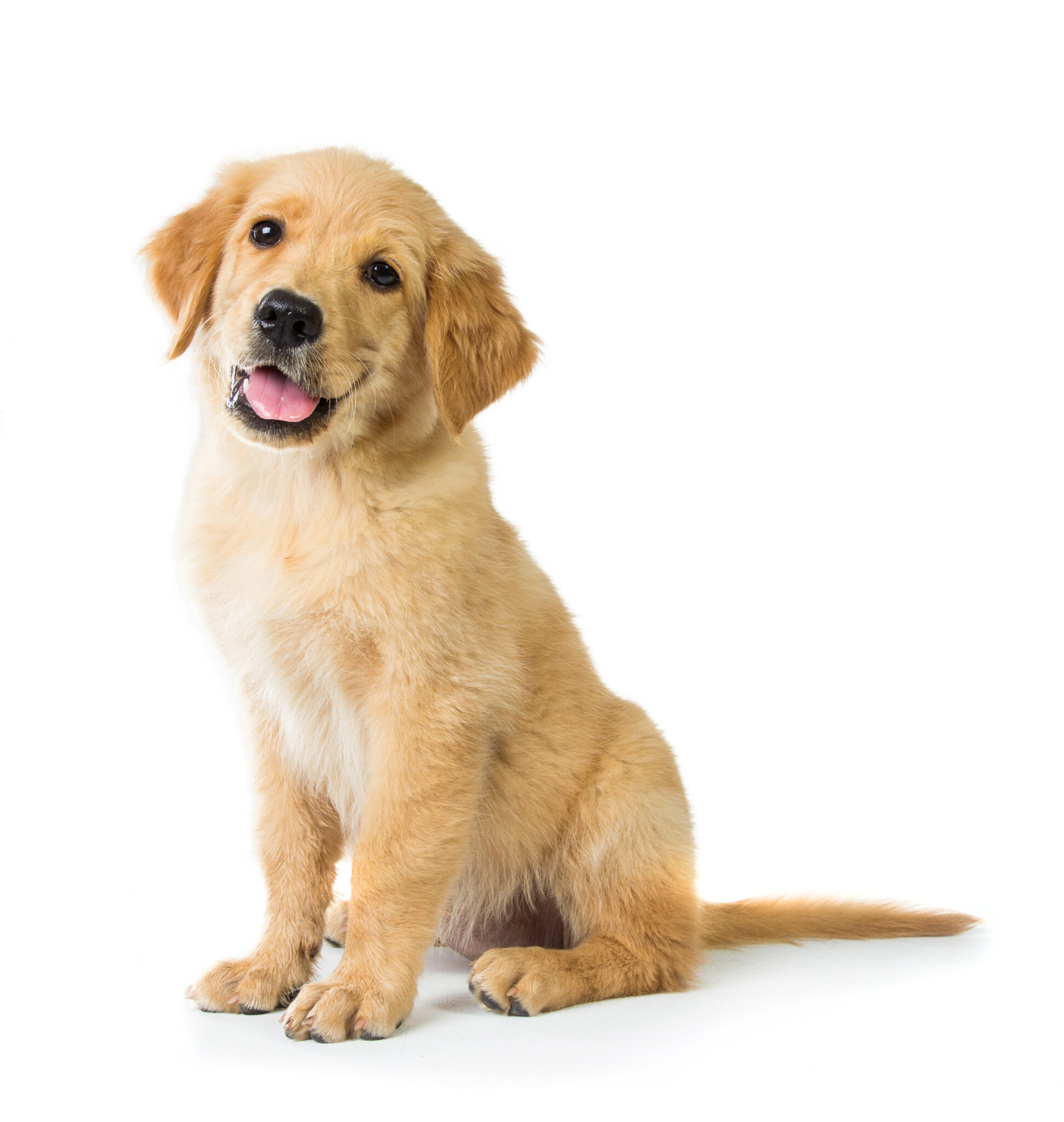 Golden Retriever Dog Sitting