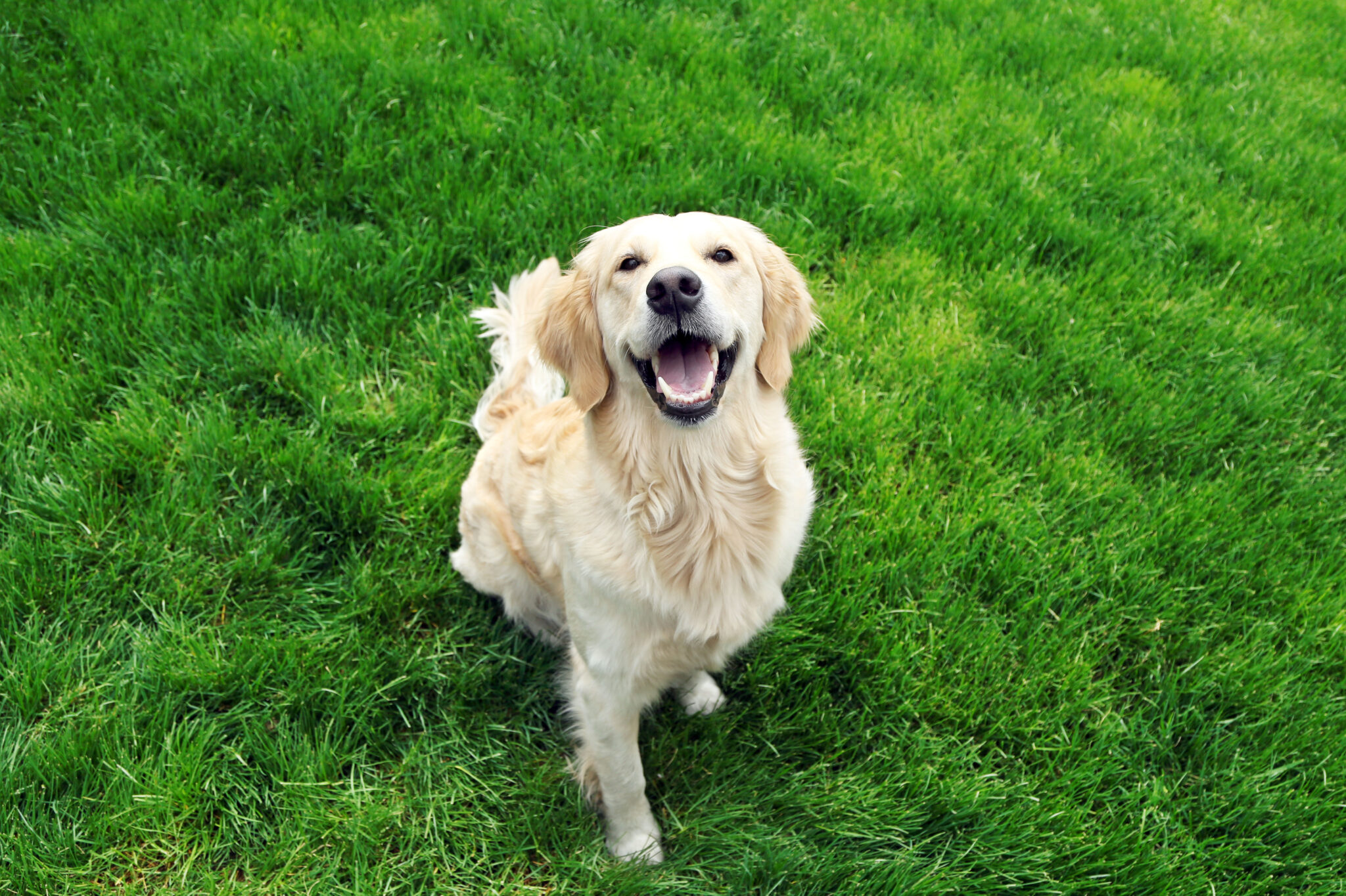 Adorable Labrador Sitting On Green Grass, Outdoors