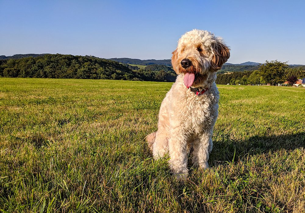 Goldendoodle Sitting In Field