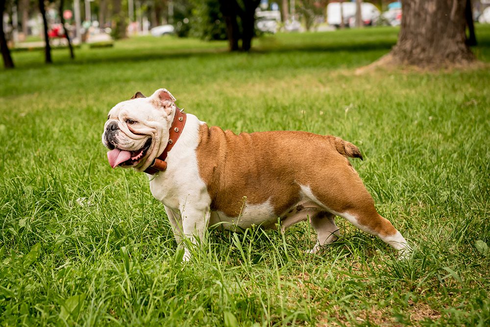 Bulldog Standing In Grass