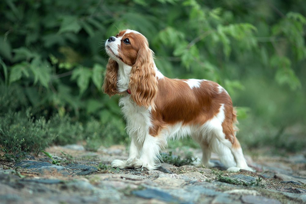 Cavalier King Charles Spaniel Outside Looking Up