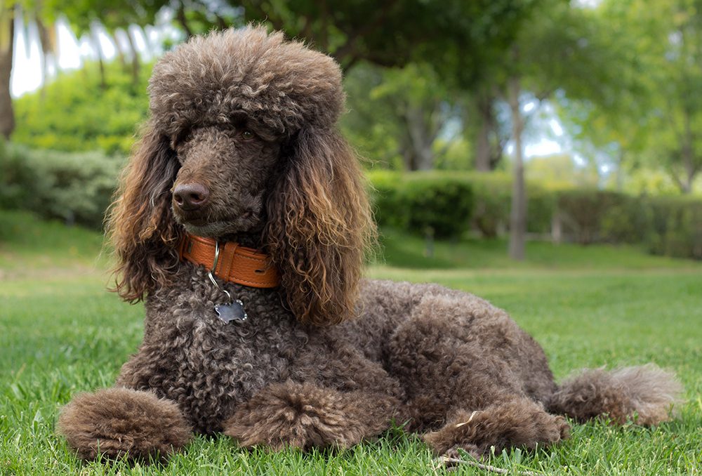 Gray Poodle Laying In Grass