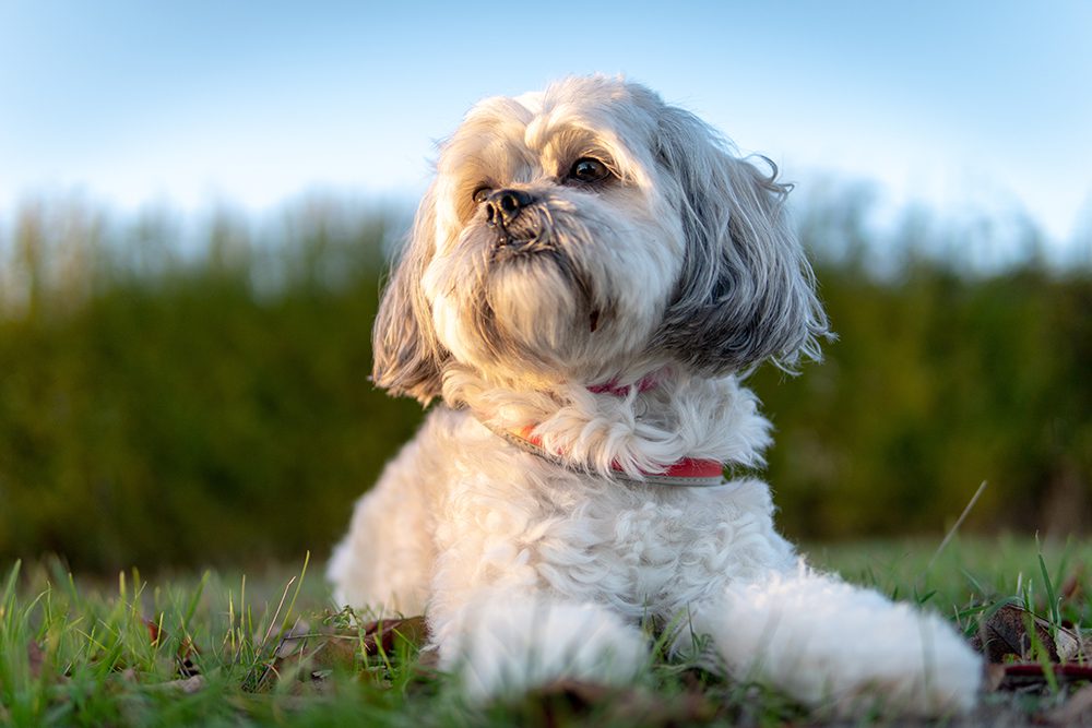 Shih Tzu Laying In Grass