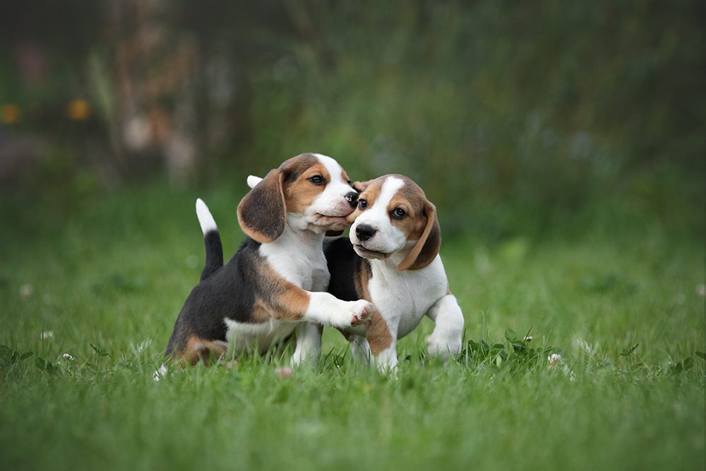 Two Beagle Puppies Playing In Grass