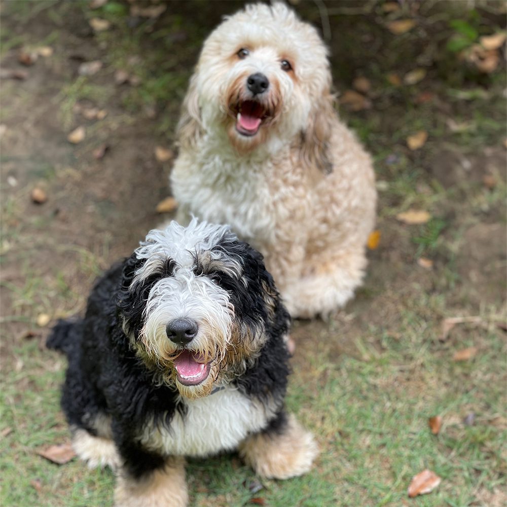 Two Bernadoodles